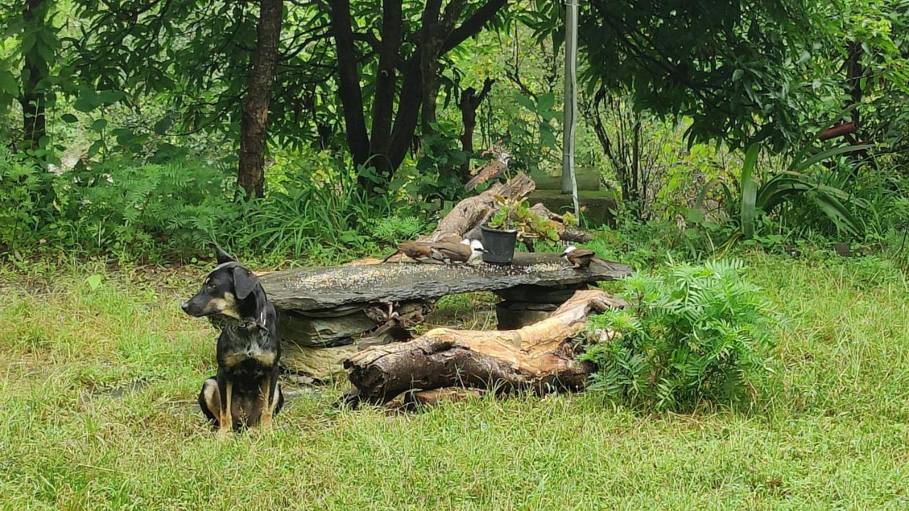 Hobo Huts By The Riverside Panuanaula Exterior foto